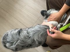 -申普宠物医院·眼科·心内科·影像科(普陀分院)