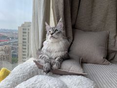 -佐罗家宠物馆·猫文化馆(紫霞路店)
