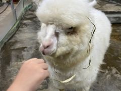 -上海大自然野生昆虫馆(东方明珠·爬宠昆虫探索中心)