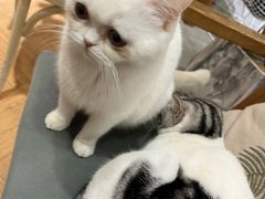 -吉丁鸟咖·异宠·寄养