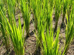 -四季酒店下午茶