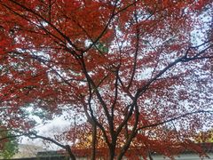 -秋霞圃