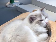 -飞行喵MR PILOT|猫舍·猫咖(静安大融城店)