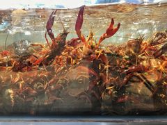 -盒马鲜生(莱蒙都会店)