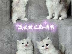 -小猫来了·猫舍(红山六九七九店)