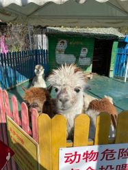 -萌宠亲子动物乐园(槐房万达店)