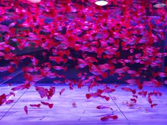 -中环花鸟鱼虫市场
