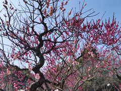 -苏州上方山国家森林公园