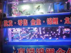 -中环花鸟鱼虫市场