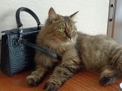 -蓝鲸·缅因猫舍