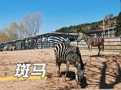 -大连森林动物园