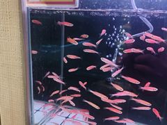 -大自然花鸟鱼虫市场