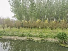 -东郊湿地公园