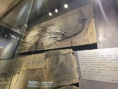 -甘肃地质博物馆