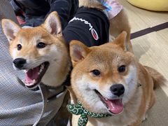 -逗柴咖啡屋·狗咖猫咖宠物桌游