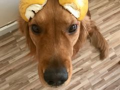 -瑞霖·隆江猪脚饭