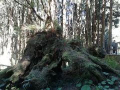 -阿里山神木遗迹