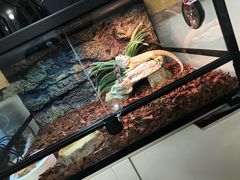 -momokira米努特·德文卷毛猫·棉花面纱犬