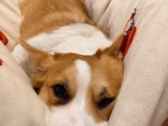 -翊宠yipet猫狗购宠庄园犬舍•猫舍