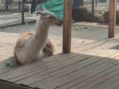 -长白岛森林公园