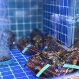 今天我要带你们探索一家超赞的海鲜大排档