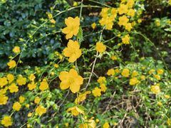 -井之头恩赐公园