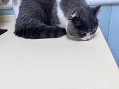 -全心全意连锁动物医院(加州店)