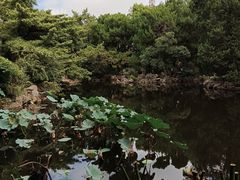 -叶家花园