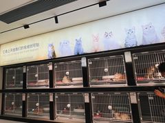 -翊宠yipet猫狗购宠庄园犬舍•猫舍