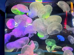 -太平洋海底世界