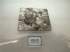 -辽宁古生物博物馆