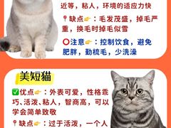 -lincat·猫舍(广州店)