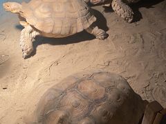 -绿色星球动物主题公园