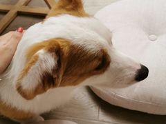 -浣熊柯尔鸭土拨鼠·电玩咖