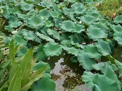 -昆山城市生态森林公园