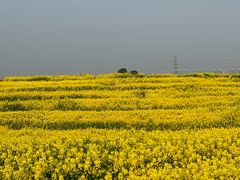 -三圣花乡旅游区