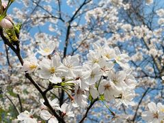 -顾村公园