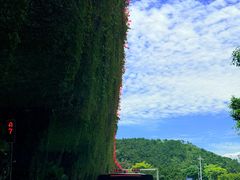 -百家春好德来姜母鸭