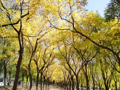 -永定河休闲森林公园