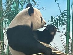 -秦皇岛野生动物园