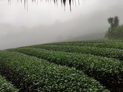 -优游吧斯邹族文化部落