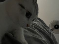 -lincat·猫舍(广州店)