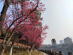 -望江楼公园