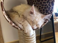 -猫腻·猫咖·撸猫馆(星光大道店)