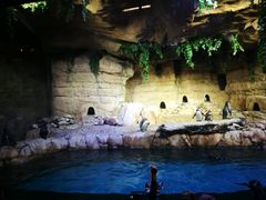 -迪拜水族馆及水下动物园