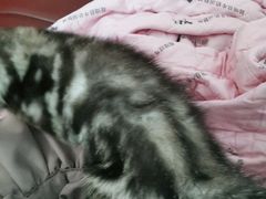 -宠颐生汉谟拉比宠物医院