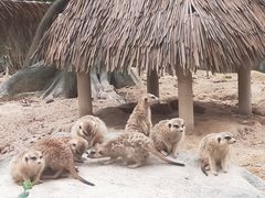 -广州长隆野生动物世界