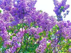 -哈尔滨师范大学(松北校区)