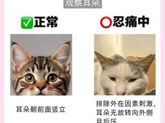 -博特宠物医院24h犬猫全科.骨科·异宠