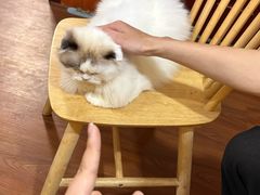 -楼上猫咖(罗湖店)